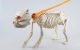 Skeleton dog on a leash